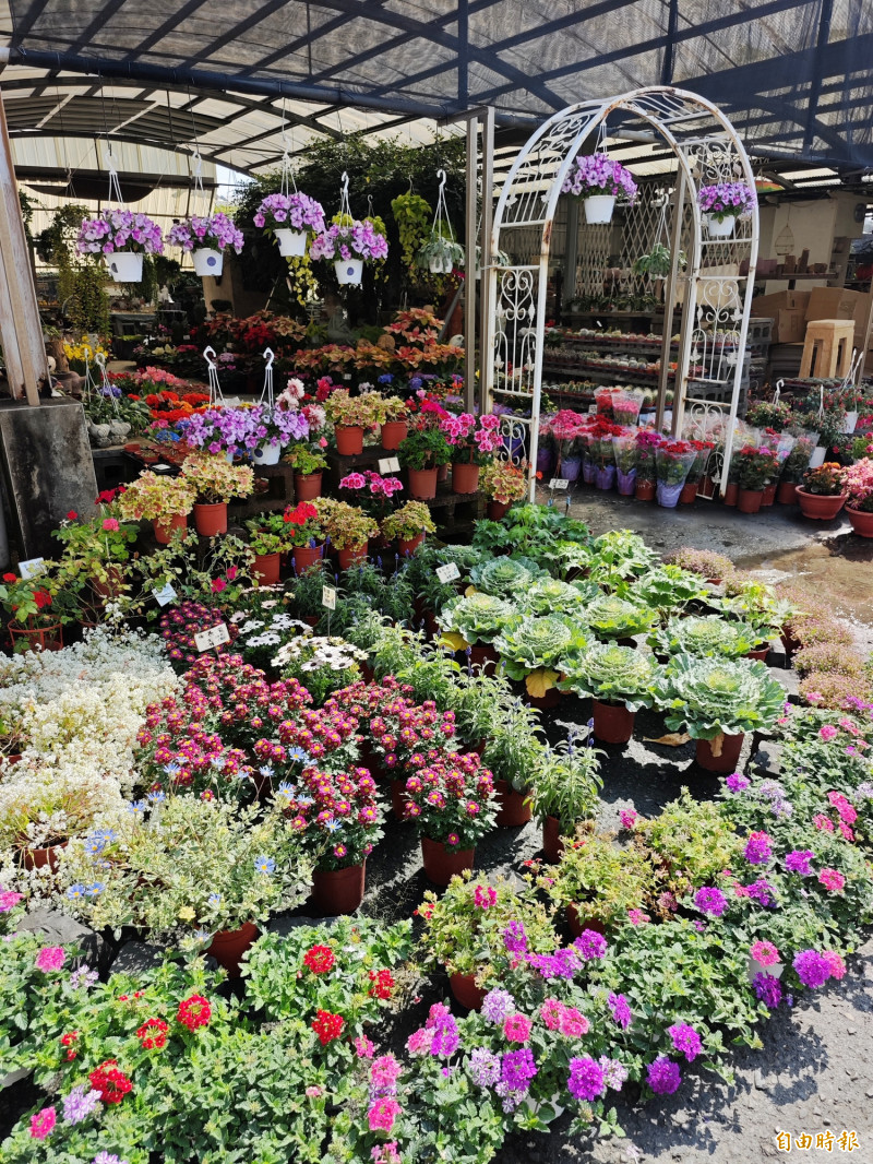 農曆年期間,民眾常透過園藝佈置來迎新,應景的花卉盆栽熱賣。(記者吳俊鋒攝) 農曆年期間,民眾常透過園藝佈置來迎新,應景的花卉盆栽熱賣。(記者吳俊鋒攝)