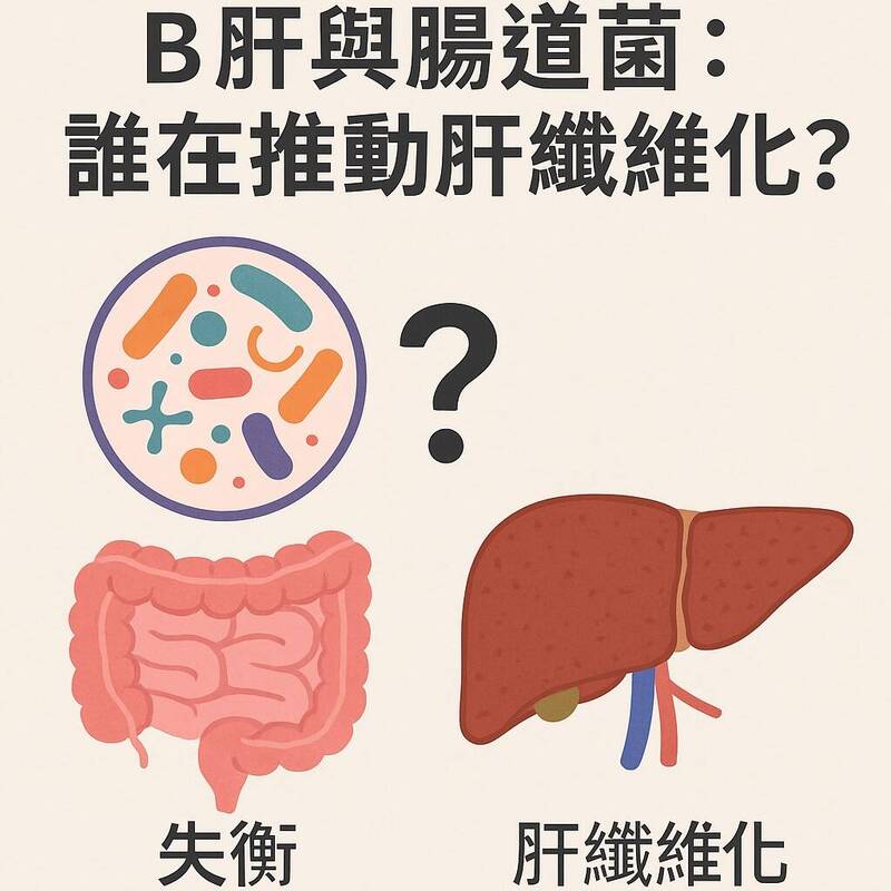 透視腸道菌》護肝先顧腸 研究:腸道壞菌讓纖維化加劇