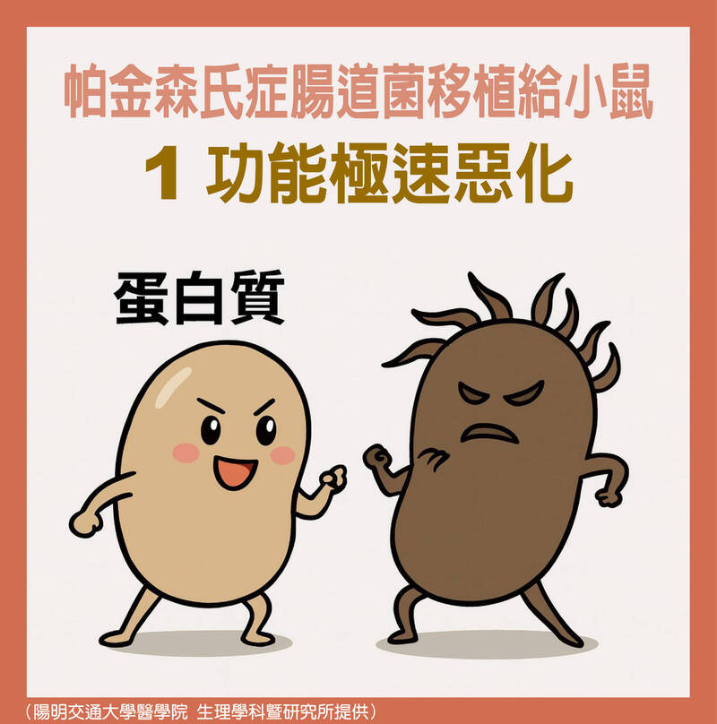 透視腸道菌》嚇! 帕金森氏症腸道菌移植給受試鼠 1功能極速惡化