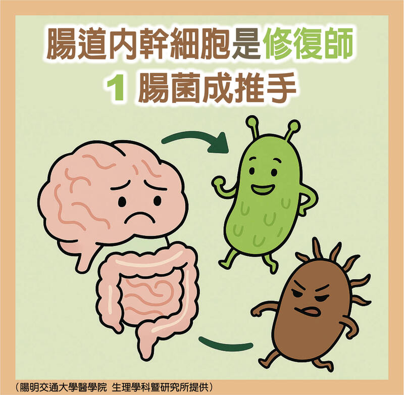 透視腸道菌》腸道內幹細胞是修復師 1腸菌成推手