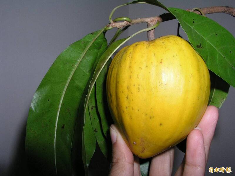 健康網》「仙桃」是超級食物！醫提醒腎臟病患小心