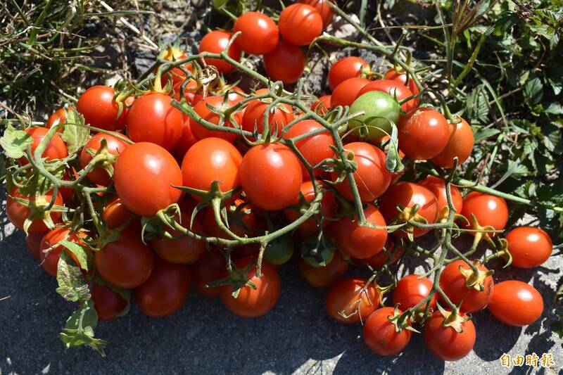 健康網》天然維他命C王小番茄價打到骨折 冰鎮開胃菜快做起來