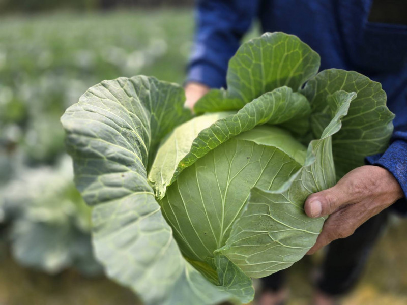 高麗菜價親民 九如鄉農會教做健康酸高麗菜