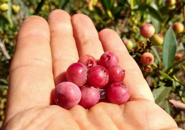 健康網》網路瘋傳「粉紅藍莓」詐騙！ 專家曝5原因難量產 青花素也比傳統低