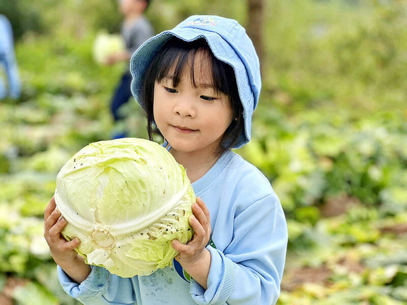 甜甜價》營養爆表高麗菜別再放到爛掉 這樣保存1個月不壞