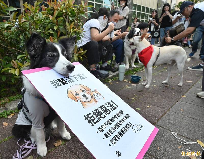 動保團體前往防檢署關注動物用藥修法,許多民眾並帶著自己的毛小孩,前來為寵物用藥的權益發聲。(記者田裕華攝) 動保團體前往防檢署關注動物用藥修法,許多民眾並帶著自己的毛小孩,前來為寵物用藥的權益發聲。(記者田裕華攝)