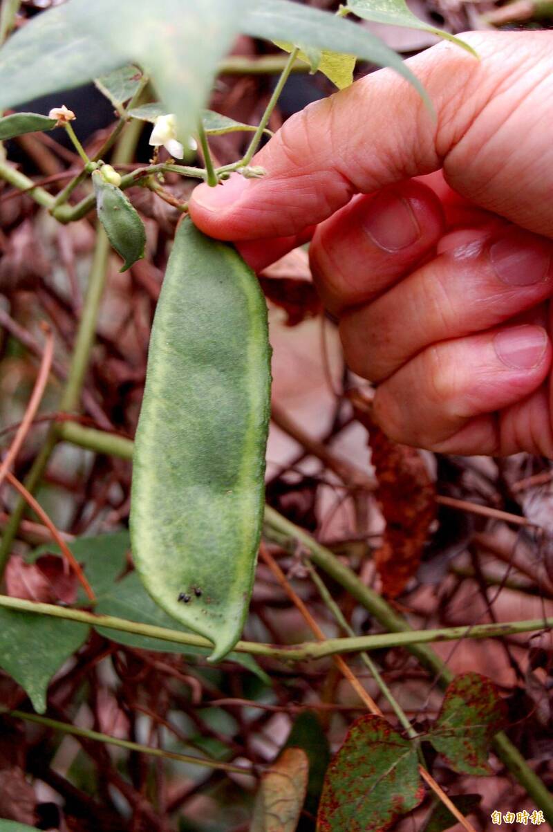 健康網》皇帝豆料理全攻略！吃對不流失營養 挑選關鍵一次懂