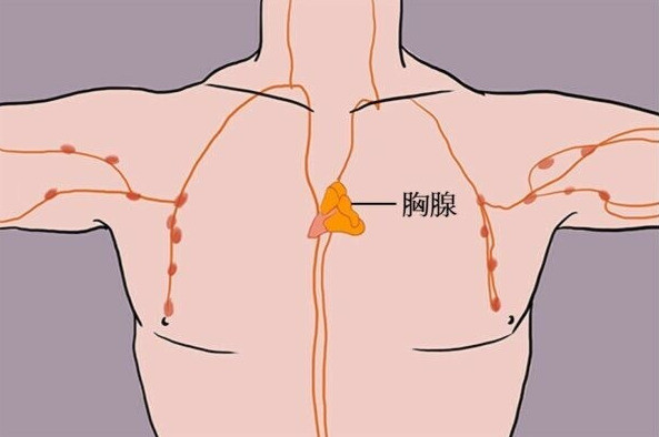 胸腺不只童年重要！ 最新研究：成人健康關鍵藏在這裡