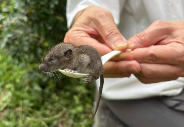 別自己嚇自己》漢他病毒死亡率被「膨風」  醫：台灣常見型別僅1-2％致死率