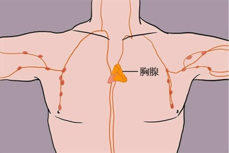 曾被當沒用器官！研究指切除後死亡率較高 還與癌症風險相關