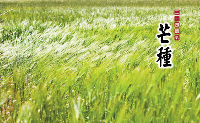 芒種，夏之初》沒熬夜還是睡不飽！中醫揭5地雷濕氣纏身最累人