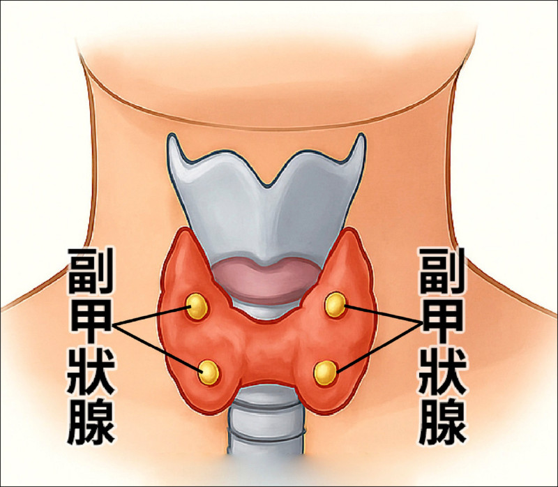 ▲副甲狀腺位於甲狀腺後方、如豆子般大小的4顆腺體,主要負責調節人體鈣、磷代謝。(彰化醫院提供) ▲副甲狀腺位於甲狀腺後方、如豆子般大小的4顆腺體,主要負責調節人體鈣、磷代謝。(彰化醫院提供)