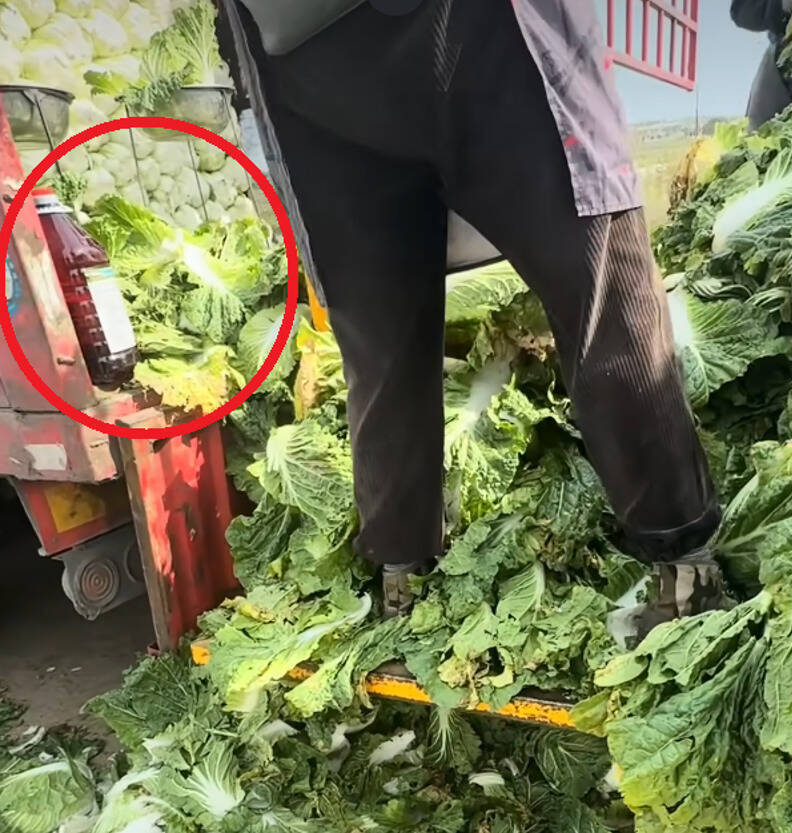 健康網》中國白菜被曝泡甲醛 專家警告「福馬林」吃不得