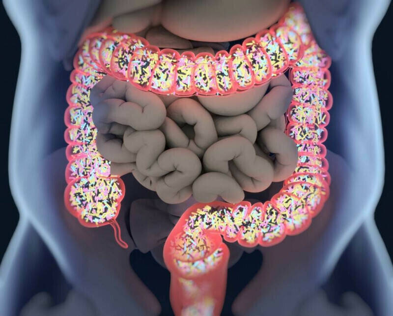 Cohabitating Couples Share Gut Microbiome Bacteria - News Directory 3