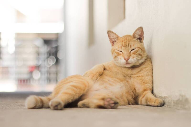 健康網》飼主注意!貓狗皮癬菌 害你臉上有50元大小結痂