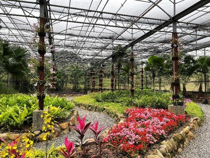 為提升熱帶植物園區生態教育功能，增加觀賞多元性，高市府在去年改善溫網室透光及通風情形，加強設施結構，新植各類植栽，強化網室的主題特色，打造「熱帶雨林」意象的新風貌。（圖：高市府提供）