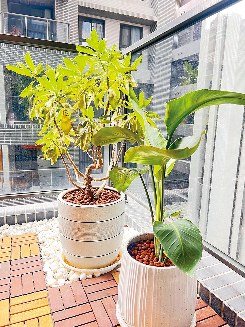 文昌位適合擺放種植綠色植物。(圖/記者張瀞勻攝)