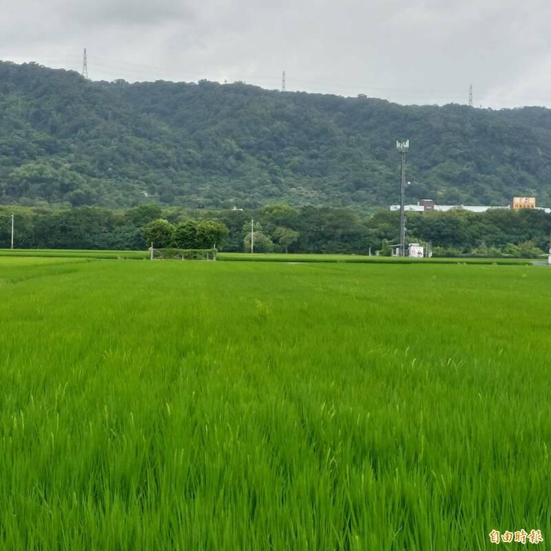 農地未作農業使用，就無法享有地價稅免稅。（本報資料照、記者張協昇攝）