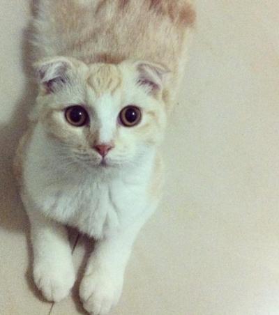 毛小孩助攻房市 寵物店數與單身族數成正比？「這數據」曝驚人巧合