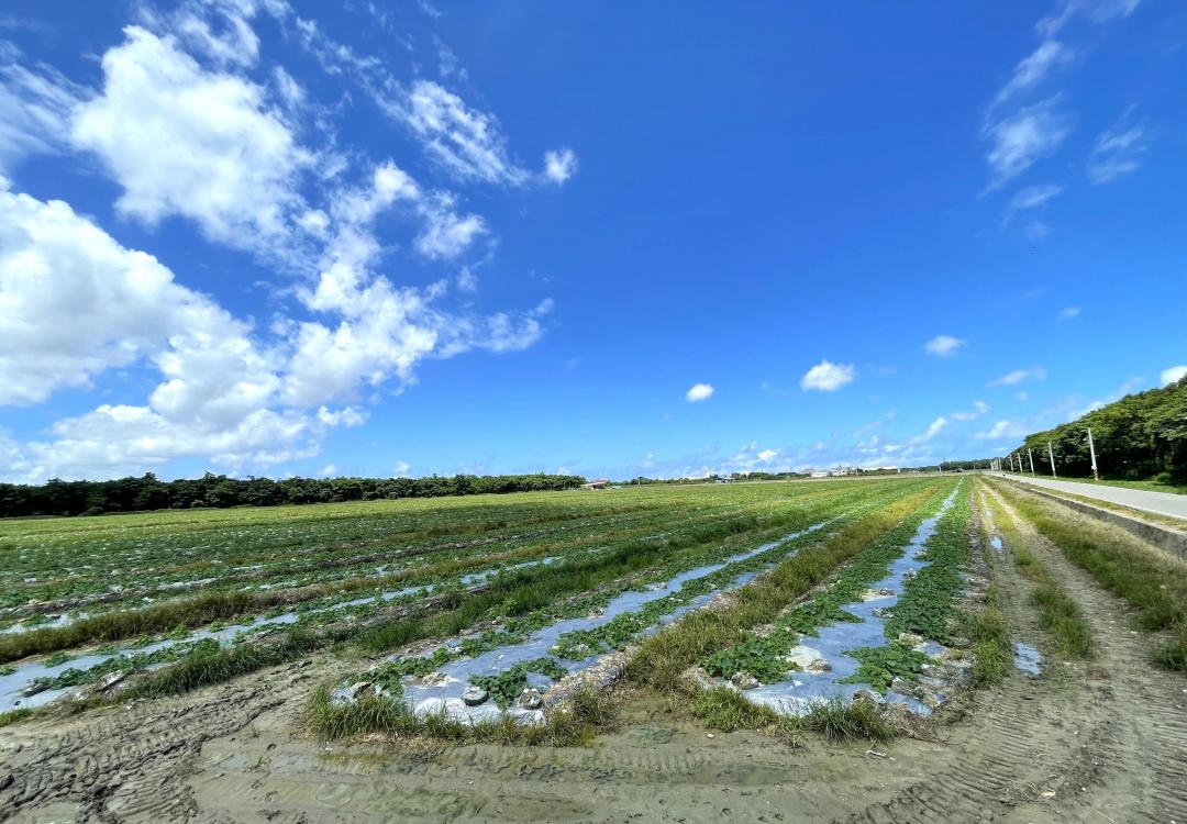 岡山與橋頭交界、台1線省道旁的台糖白埔農場，面積約達88.73公頃，目前高市府經發局規劃開發為白埔產業園區，日後朝向升格科學園區，供應鏈傳出可能是台積電先進製程廠區預定地。