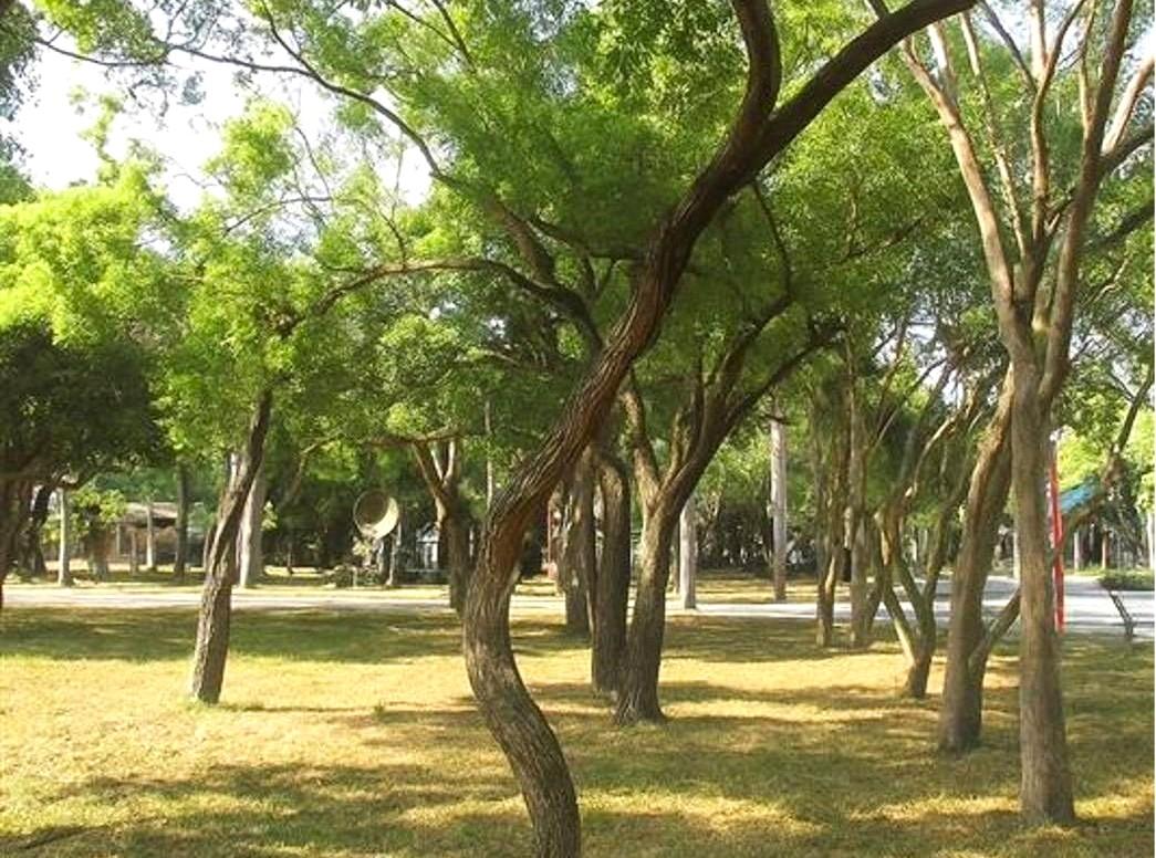 永康舊砲校基地將由軍事用地轉型為結合歷史記憶、自然生態與多元休閒功能的創意設計園區，將保留園區超過2700棵喬木，打造綠意盎然的休憩空間。(圖:南市府地政局提供)