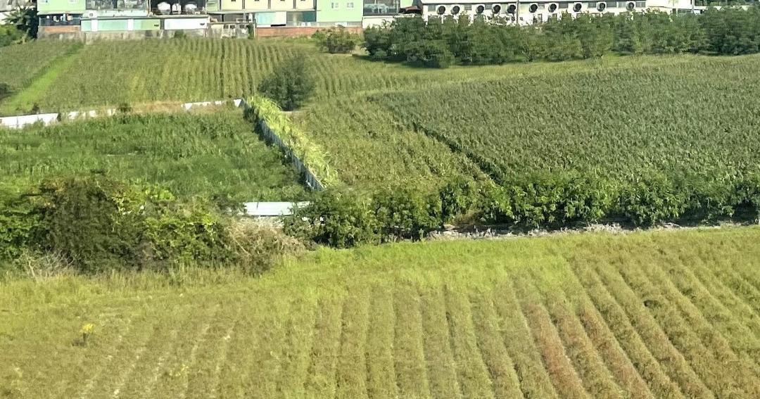 出售有「農作證明」農地仍被課土增稅？稅務局：「兩情況」永不適用免稅