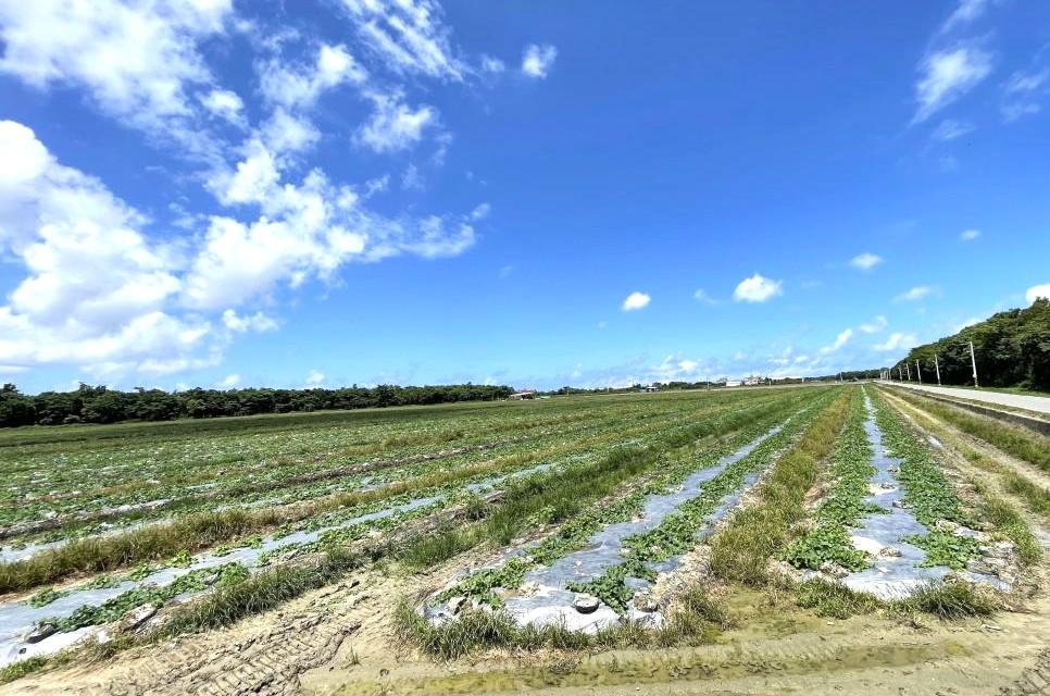 半導體大廠設廠近了？白埔產業園區6月底將辦施工說明會  橋頭與岡山房價穩