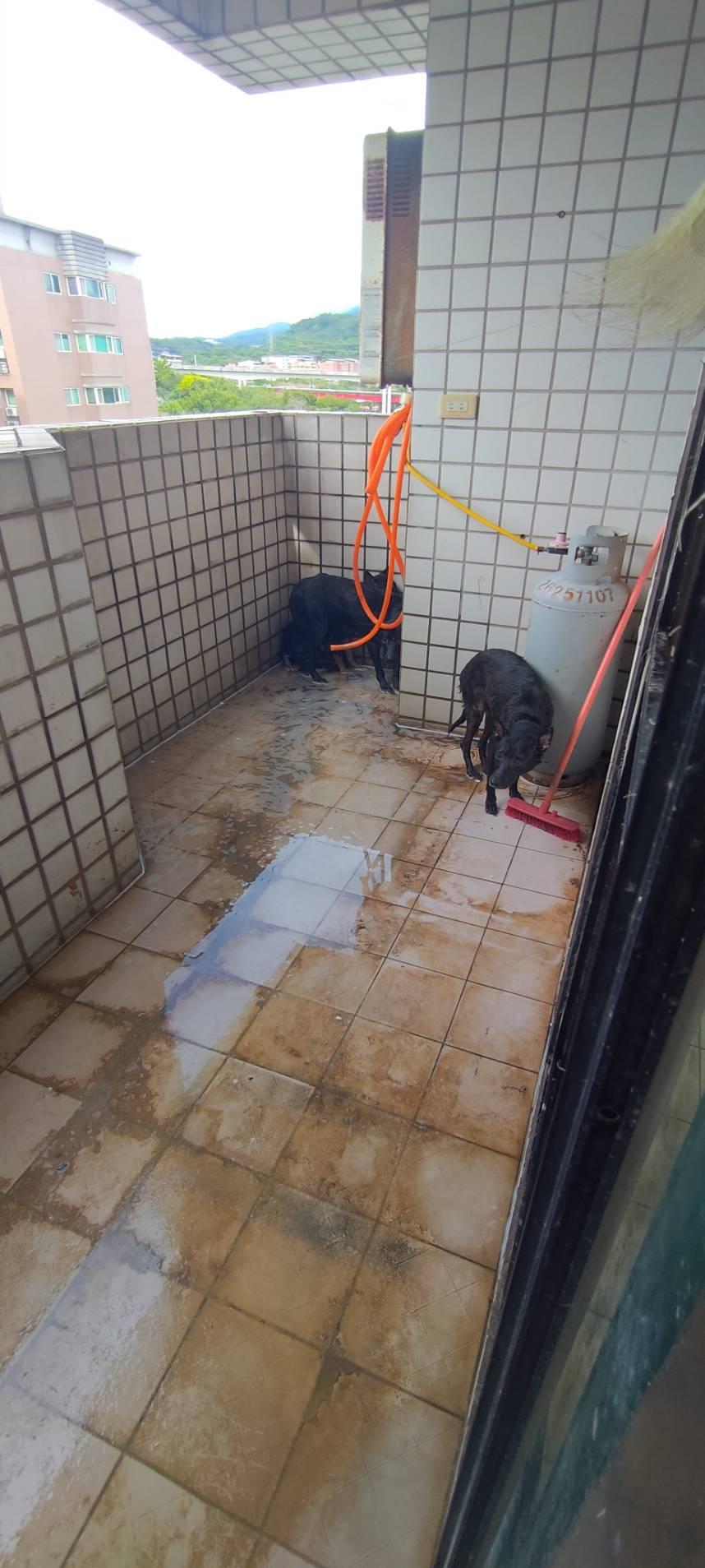 房客失聯、12隻狗慘遭丟包!新北首創「租屋養寵新規」這情況最高罰7萬5