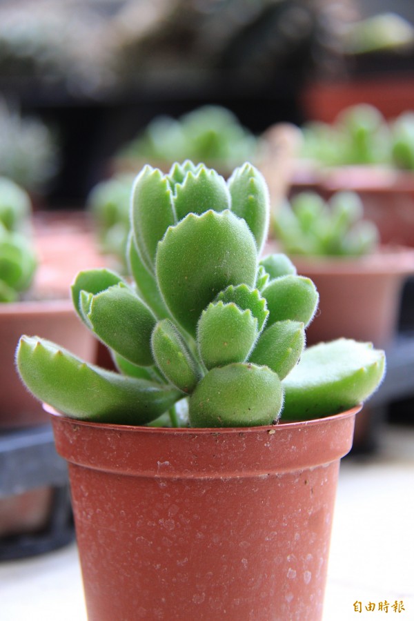 多肉 植物