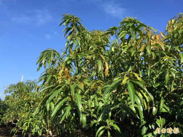 風災+暖冬花不開!屏東枋山芒果產季恐延後 - 生活 - 自由時報電子報