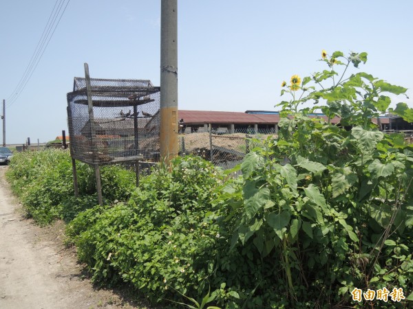 彰化縣福興鄉福寶村產業道路，有不肖業者放置捕鳥籠。（記者劉曉欣攝）