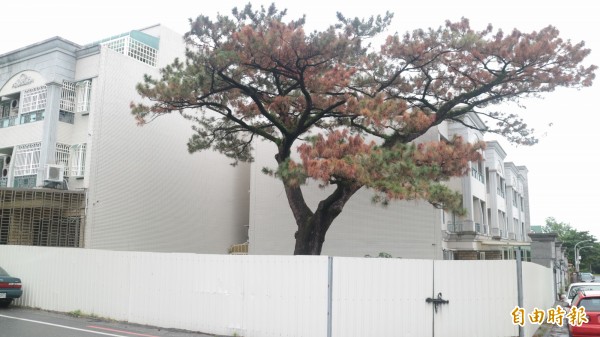 花蓮市民權四街一棵百年琉球松樹逐漸枯黃，遭民眾發現樹皮竟被環狀剝皮。（記者王錦義攝）