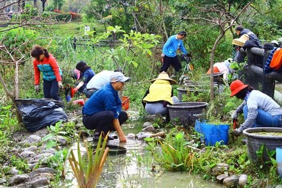 中港大排志工每月2次在塭仔底濕地公園實施的生態維護作業，10年來不畏冬日寒風與夏日酷熱的努力下，塭仔底濕地公園的多樣化生態成果，已成為新北市知名的人工濕地公園。（新北市水利局提供）