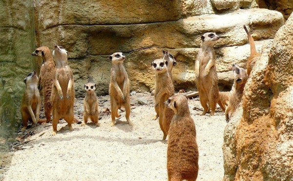 狐獴如何保持苗條身材 北市動物園揭密 生活 自由時報電子報