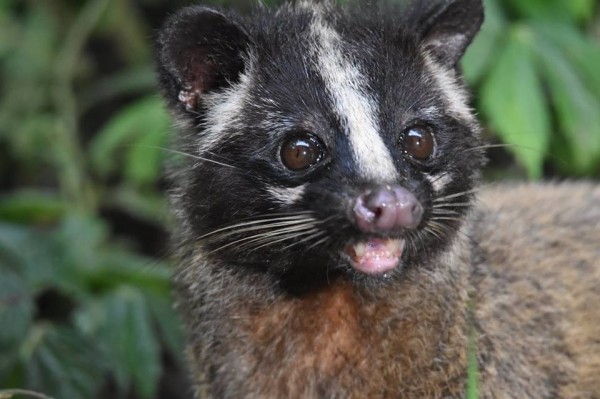 福山植物園山羌 果子狸趴趴走網友大讚野生動物天堂 生活 自由時報電子報