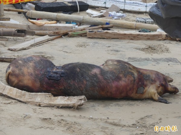 金門岸巡隊在海邊發現一隻死豬屍體。（記者吳正庭攝）