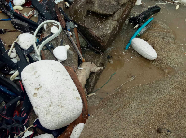 金門烏坵鄉小坵島北面礁石今天海巡署人員發現一條死豬屍體（海巡署提供）