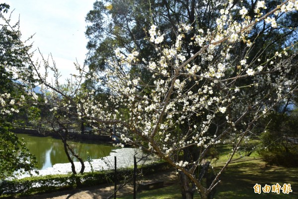 角板山園區內雪白梅花正盛開。（記者李容萍攝）