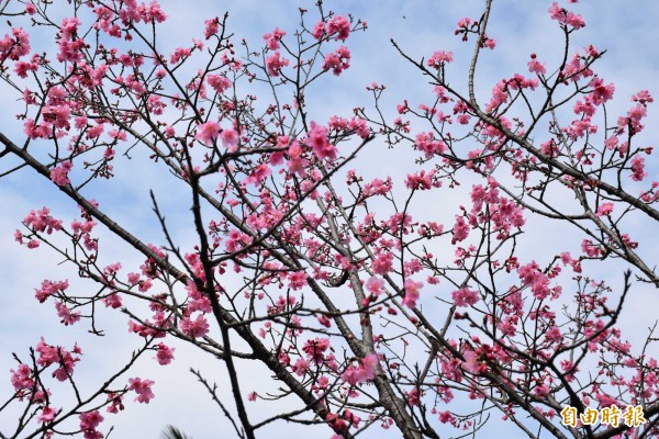 復興區北橫公路沿線部分山櫻花已陸續開出粉紅櫻花。（記者李容萍攝）