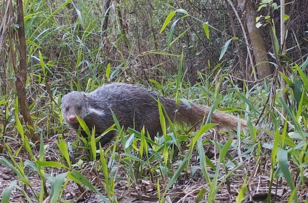 環團在龍崎牛埔記錄到保育類野生動物食蟹獴。（台南社大提供）