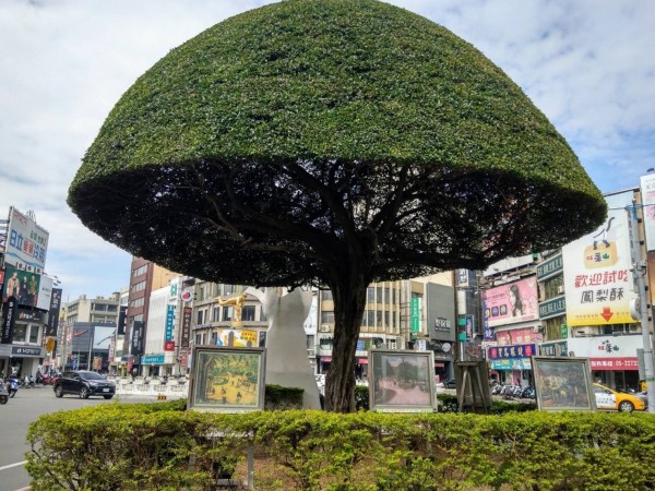 嘉義市噴水圓環附近的榕樹被修剪成有如香菇頭。（嘉義市環保局提供）