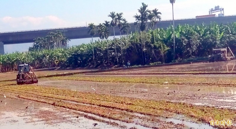 南投縣農友把握春耕時間在稻田整地、播種時，經常可見白鷺鷥等鳥類，在農耕機旁伺機啄食蟲子，交織出有趣的田野景觀。（記者謝介裕攝）