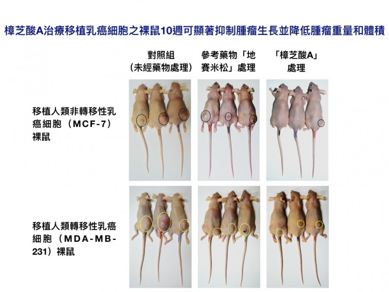 中興大學研究牛樟芝特有的「樟芝酸A」能抑制乳腺癌腫瘤。（圖：興大提供）