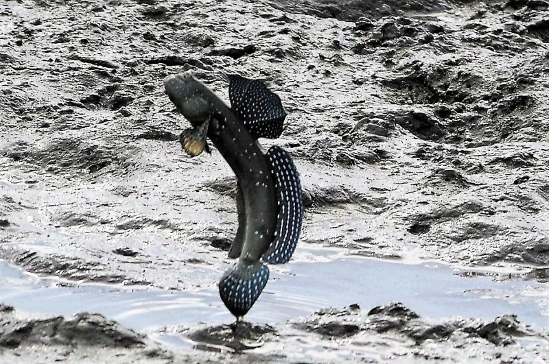 彈塗魚活躍於汕尾漁港泥灘地。（生態攝影師周火盛提供）