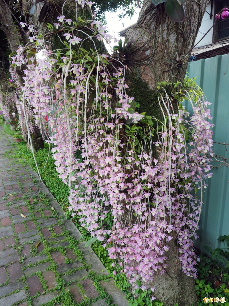 瀑布蘭開花了 天宮石斛蘭如粉紅飛瀑美極了 生活 自由時報電子報