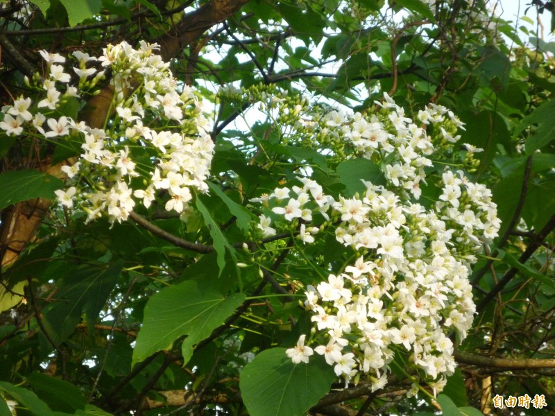 地方預估，新竹縣桐花下週將進入盛開期。（記者廖雪茹攝）