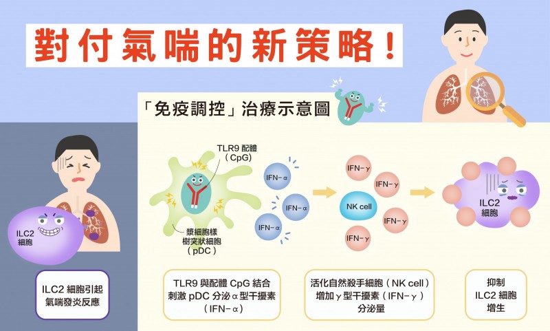 對付氣喘的新策略：免疫調控治療示意圖。（中研院提供）