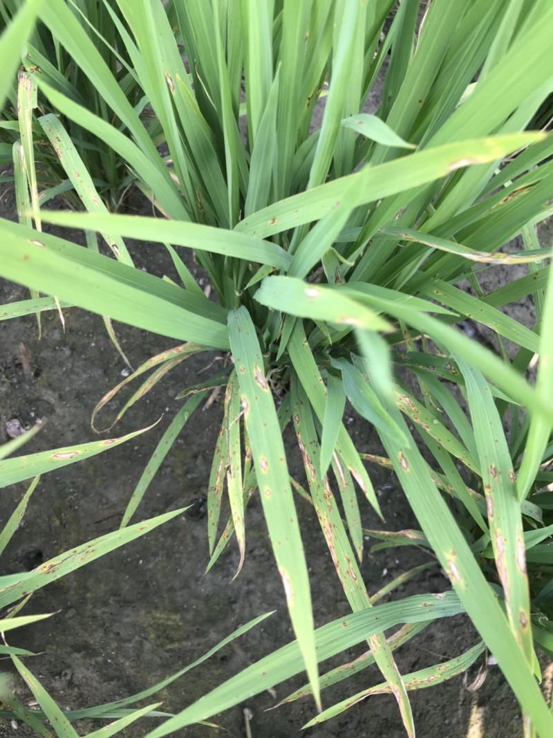 宜蘭縣近期稻田進入開花期，但因今年氣候不穩，氣溫時高時低，環境濕度過高，宜蘭已有23公頃稻田傳出稻熱病災情。（宜蘭縣政府提供）
