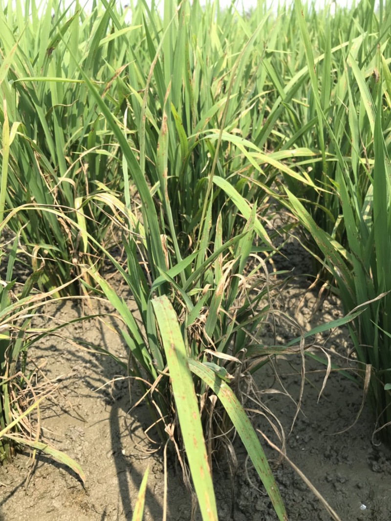 宜蘭縣近期稻田進入開花期，但因今年氣候不穩，氣溫時高時低，環境濕度過高，宜蘭已有23公頃稻田傳出稻熱病災情。（宜蘭縣政府提供）