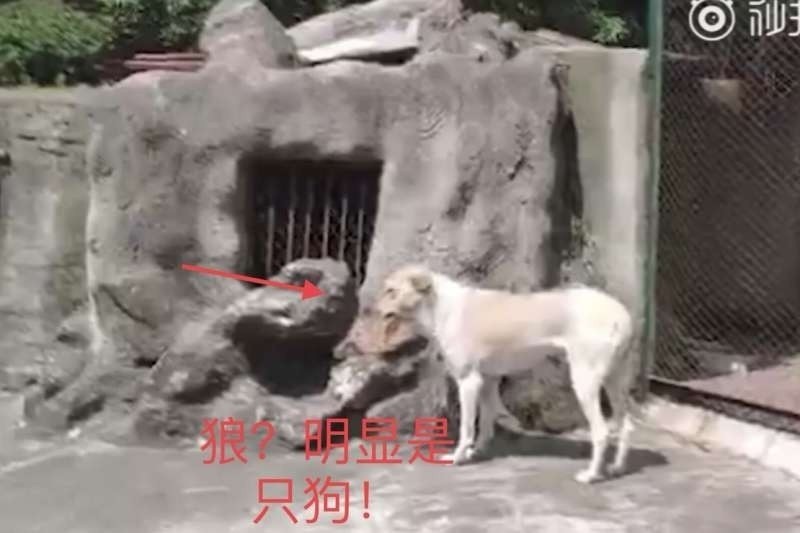 中國動物園 以狗充狼 園方稱是公狼 女朋友 國際 自由時報電子報